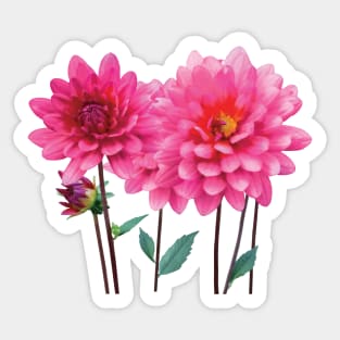 Row of Pink Dahlias Sticker